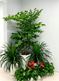 镇海绿植租赁合同范本-江北绿化养护费用预算-北仑花木店位置-奉化室内植物出租价格